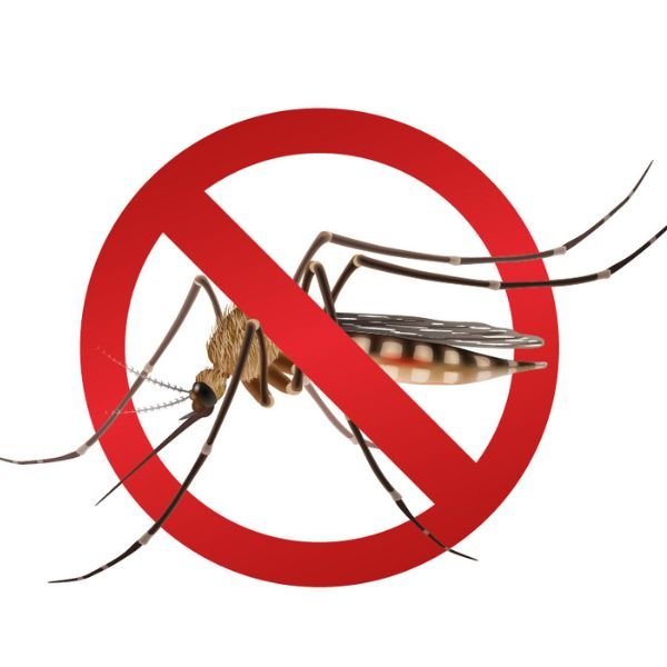 Mosquito del Dengue-Aedes aegypt